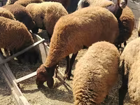 Schaf, Schafe — Foto 1