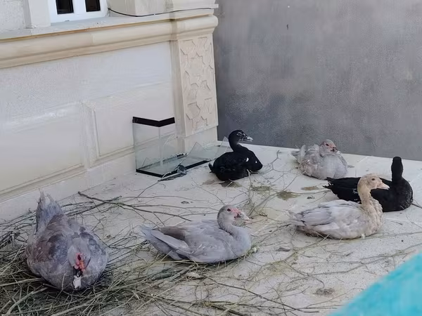 مسكوفي منزلي