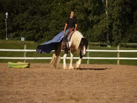 At, Pinto horses — foto 5