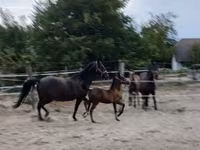 母马, Lipizzaner — 照片 6