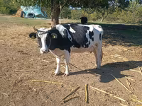 Cow, Russian Black pied cattle — photo 2