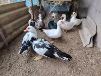 Ducks — الصورة 1
