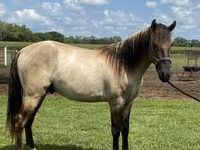 घोड़ा, Rocky Mountain Horse — फ़ोटो 5