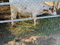 Kuh, Holstein-Rasse — Foto 3