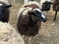 Qoç, Dorper sheep — foto 2