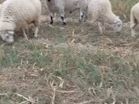 Baran, Cerry Hill sheep — zdjęcie 2