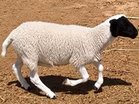 Qoç, Dorper sheep — foto 5