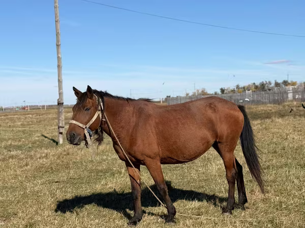 Mare, Horses