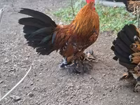 Bantam — foto 4