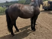Égua, Međimurje horse — foto 4