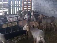 Schaf, Arashan sheep — Foto 2