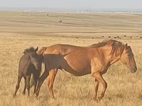 Кобила, Kazakh horse — фото 2