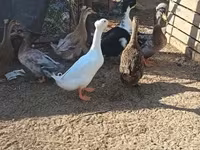 Ducks — foto 1