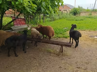 Ram, Sheep — photo 3