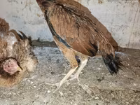 Chickens — foto 7