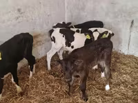 Cattle (batch, sex not specified), Cattle — photo 4
