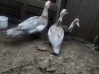 Ducks — photo 1