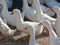 Ducks — foto 8
