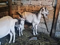 Cabro, Alpine goat — foto 2