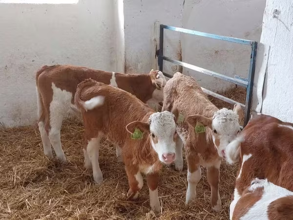 Buğa, Simmental cattle