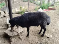 Qoç, Qoyunlar — foto 5