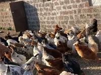 Chickens — Foto 3