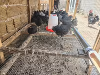 Ayam Cemani — photo 5