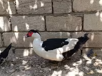 Sağsağan — foto 6