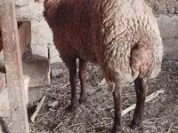 भेड़, भेड़ — फ़ोटो 3