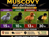 Ev Muskovisi — foto 1