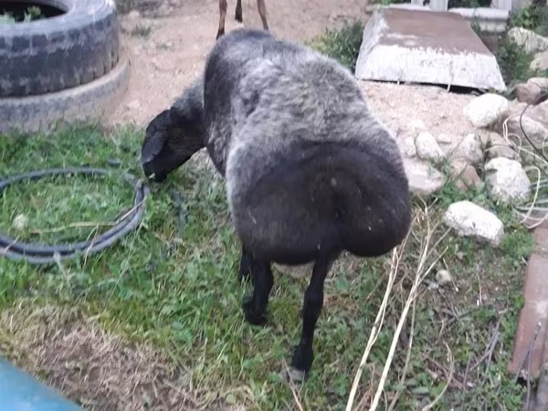 Ovejas (lote, sexo no especificado), Ovejas