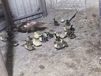 Ducks — photo 2