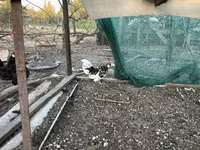 Chickens — foto 3