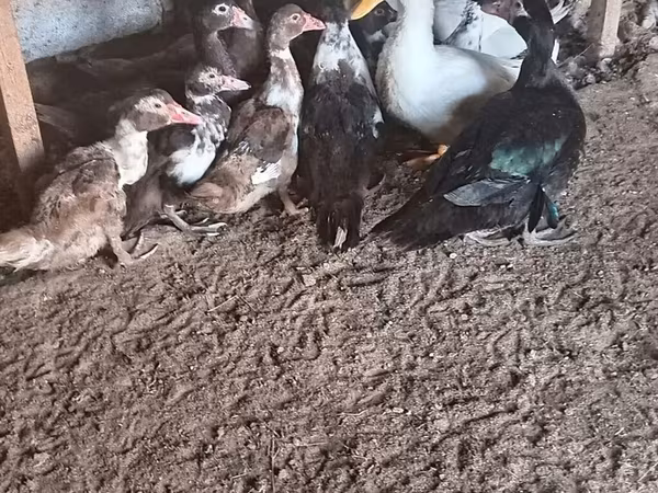 Alman Pekin