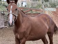 Mare, Friesian sport horse — photo 2