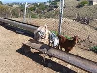 Billy Goat, Goats — photo 7