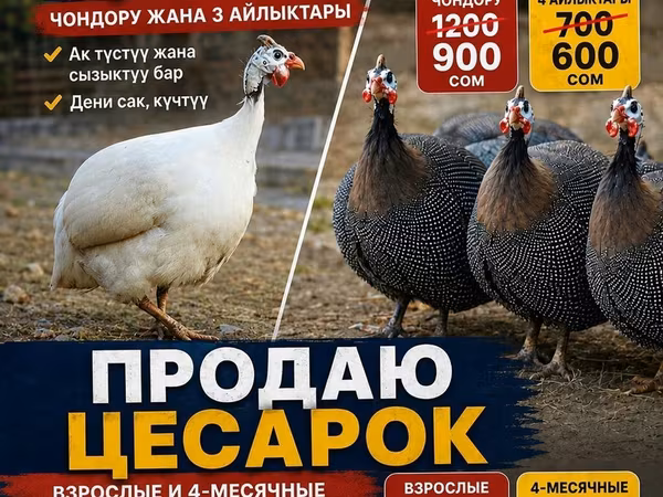 Белая