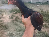 Chickens — zdjęcie 2