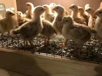 Chickens — photo 3