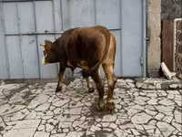 بقرة, Simmental cattle — الصورة 1