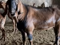 تيس, Nubian Goat — الصورة 7