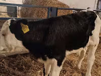 Bull, Simmental cattle — photo 3