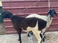 Sheep (batch, sex not specified), Sheep — photo 2