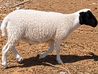 Qoç, Dorper sheep — foto 2