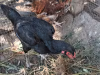 Chickens — photo 5