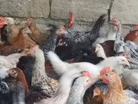 Chickens — 照片 3