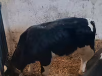 Buğa, Russian Black pied cattle — foto 6
