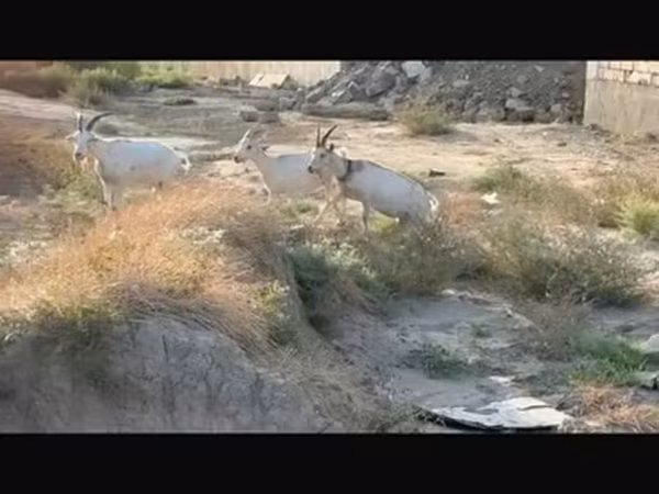 Goats (batch, sex not specified), Goats
