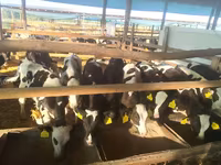 Touro, Raça Holstein — foto 3