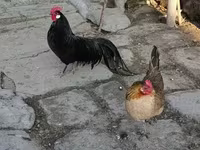 Chickens — الصورة 1